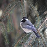article image - 0208Chickadee